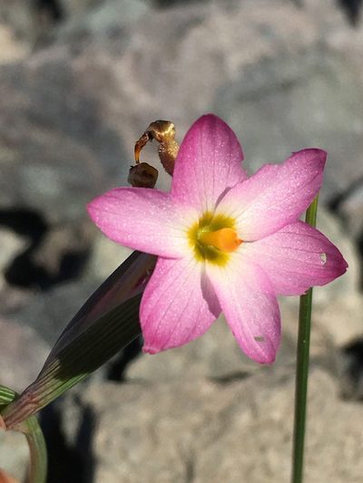 Olsynium scirpoideum, photographed by Matt Berger