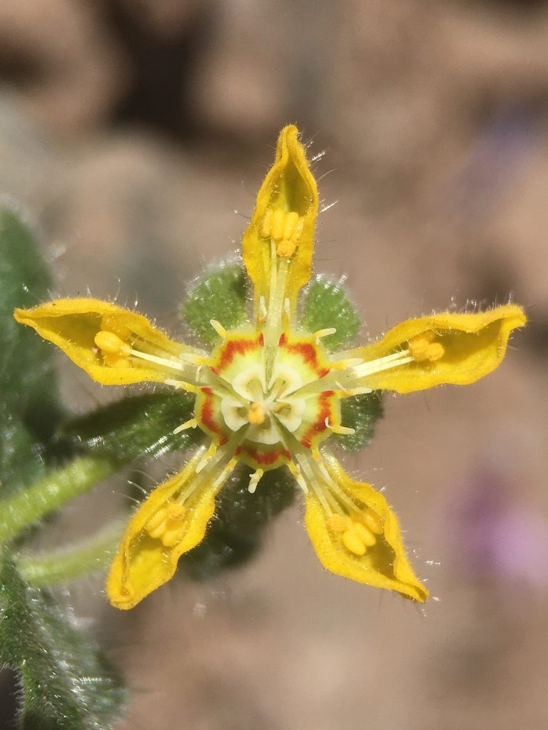 Loasa heterophylla, photographed by Matt Berger