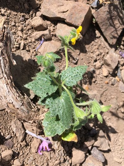 Loasa heterophylla, photographed by Matt Berger