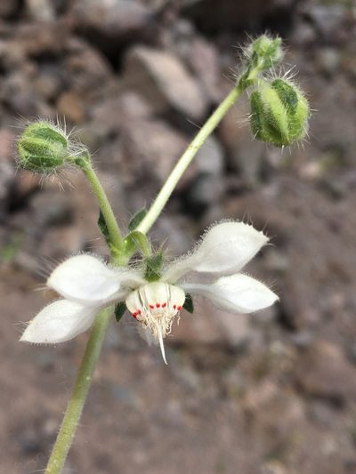 Loasa pallida, photographed by Matt Berger