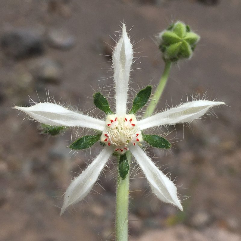 Loasa pallida, photographed by Matt Berger