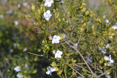 Eremophila spuria, photographed by T. Hammer