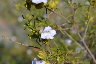 Eremophila spuria, photographed by T. Hammer