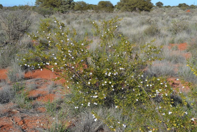 Eremophila spuria, photographed by T. Hammer