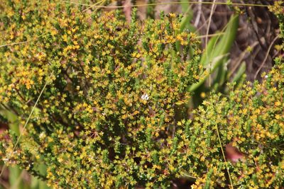 Agathosma glabrata, photographed by Tony Rebelo