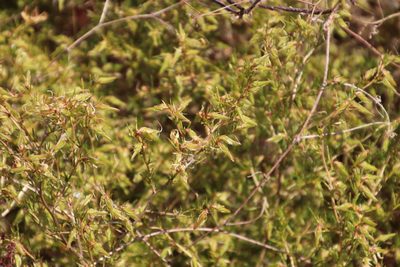 Aspalathus abietina, photographed by Tony Rebelo
