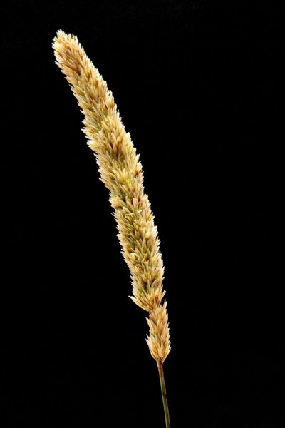 Koeleria capensis, photographed by Jim Sweet