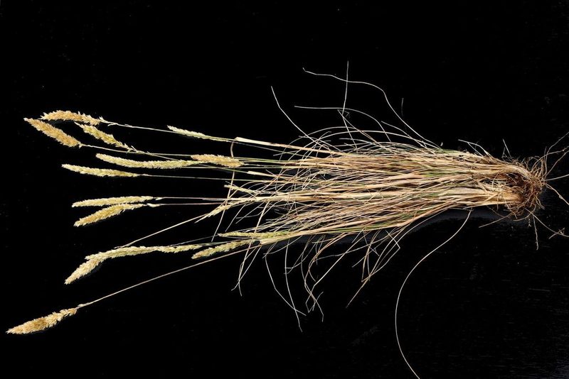 Koeleria capensis, photographed by Jim Sweet