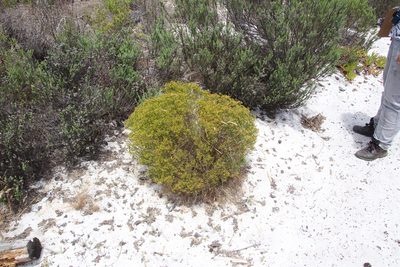Agathosma glabrata, photographed by Tony Rebelo