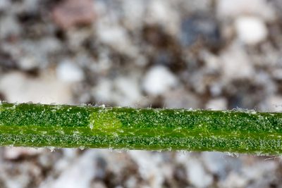 Centaurea kartschiana, photographed by Drepanostoma