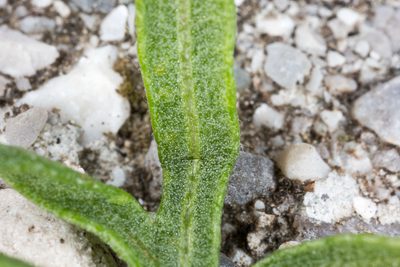 Centaurea kartschiana, photographed by Drepanostoma