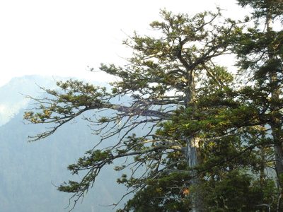 Cunninghamia konishii, photographed by Jacy Chen