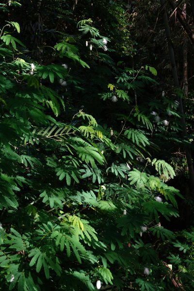 Zapoteca portoricensis, photographed by Cheongweei Gan