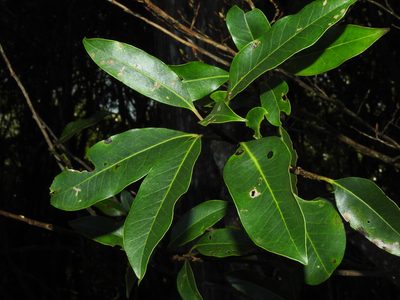 Ilex tugitakayamensis, photographed by Jacy Chen