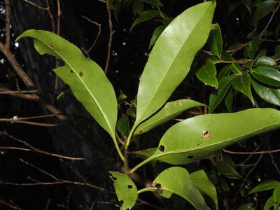 Ilex tugitakayamensis, photographed by Jacy Chen