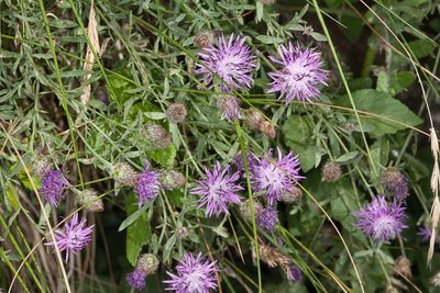Centaurea aplolepa, photographed by Drepanostoma