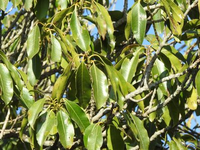 Ilex tugitakayamensis, photographed by Jacy Chen
