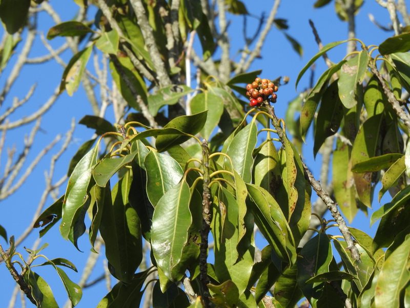 Ilex tugitakayamensis, photographed by Jacy Chen