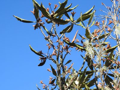 Rhododendron formosanum, photographed by Jacy Chen
