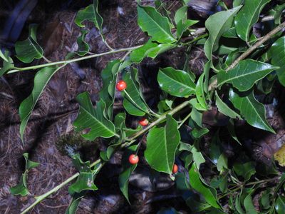 Ilex pedunculosa, photographed by Jacy Chen