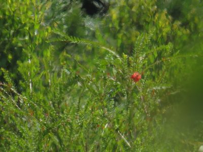Melaleuca hypericifolia, photographed by Jeremy Gilmore