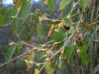 Corylopsis pauciflora, photographed by Jacy Chen