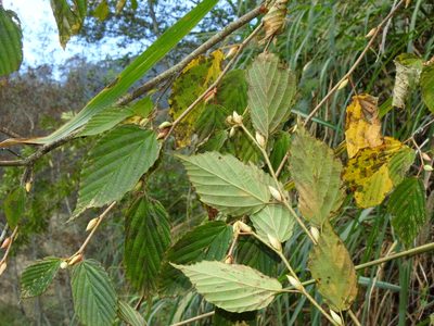 Corylopsis pauciflora, photographed by Jacy Chen