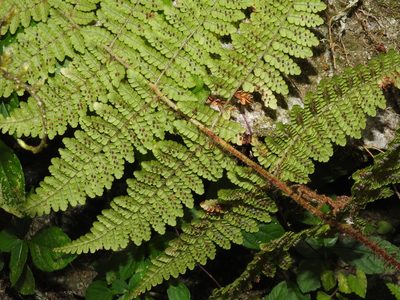 Dryopteris peranema, photographed by Jacy Chen