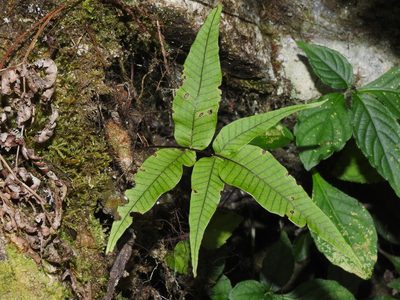 Selliguea lehmannii, photographed by Jacy Chen