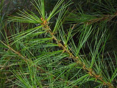 Pinus morrisonicola, photographed by Jacy Chen