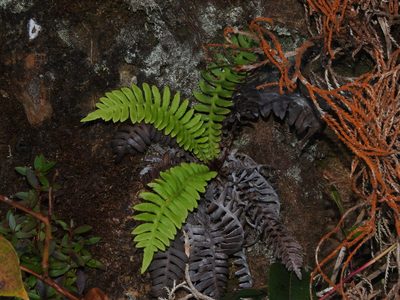 Spicantopsis hancockii, photographed by Jacy Chen