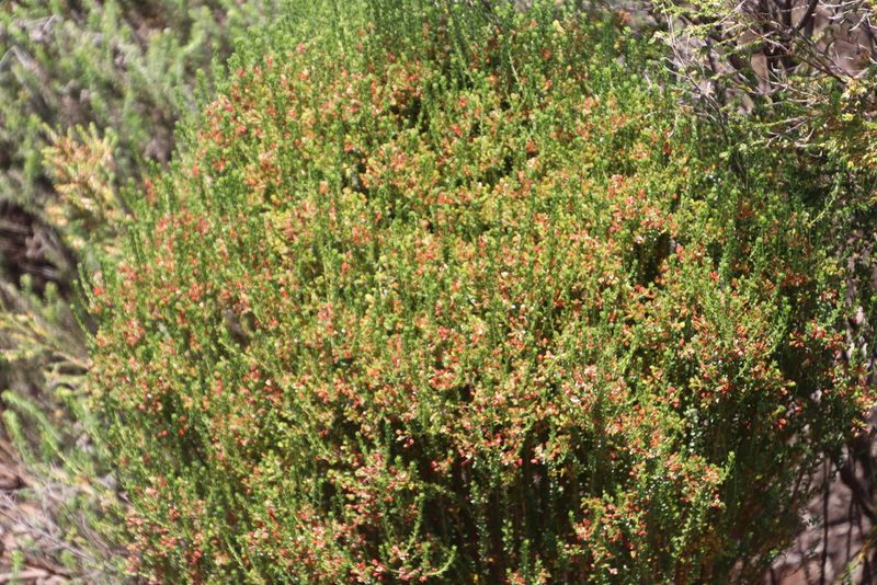 Agathosma glabrata, photographed by Tony Rebelo
