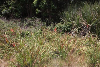 Watsonia angusta, photographed by Tony Rebelo