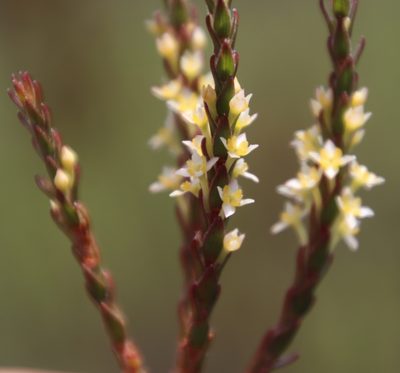 Struthiola striata, photographed by Tony Rebelo