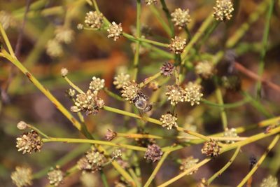 Thesium aggregatum, photographed by Tony Rebelo