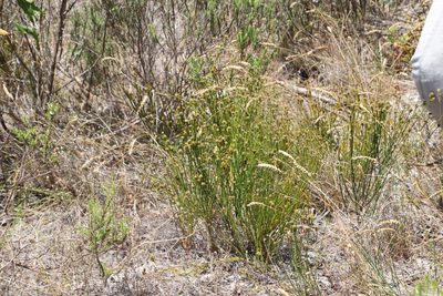 Thesium aggregatum, photographed by Tony Rebelo