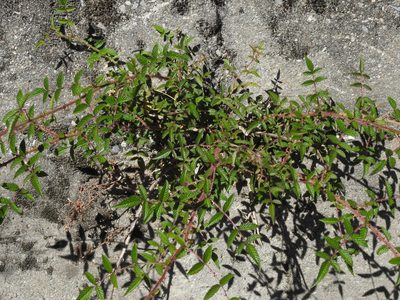 Rubus sumatranus, photographed by Jacy Chen
