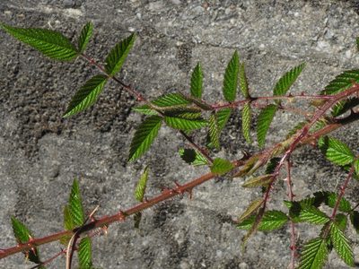 Rubus sumatranus, photographed by Jacy Chen