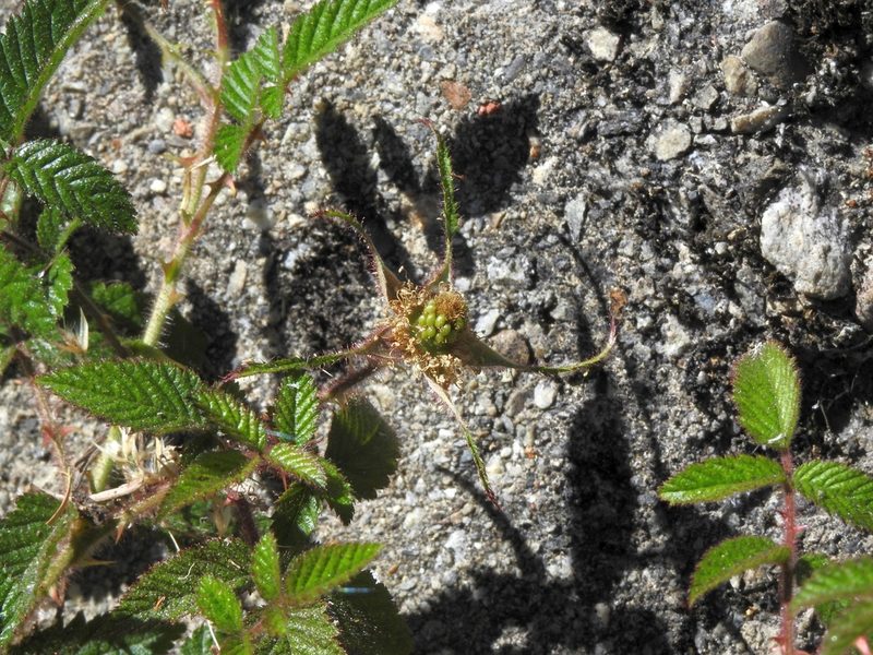 Rubus sumatranus, photographed by Jacy Chen