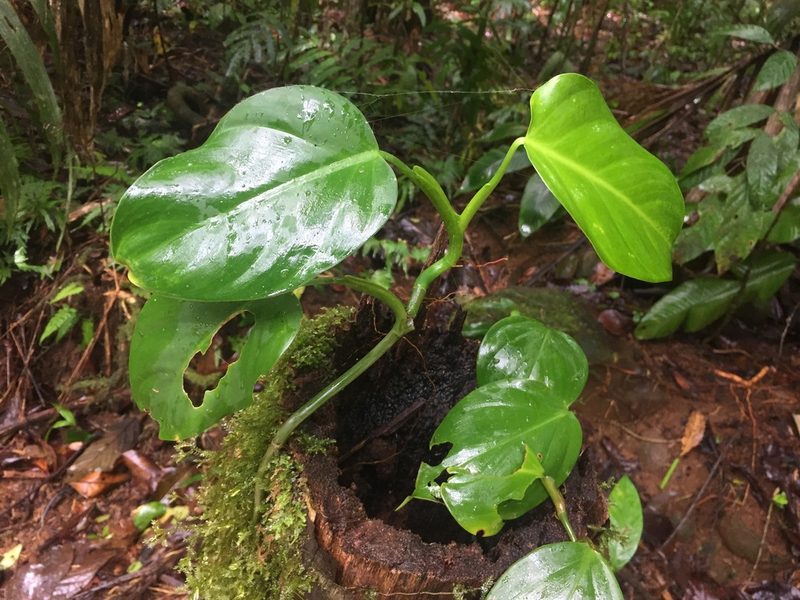 Philodendron platypetiolatum, photographed by Reid Hardin