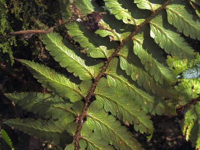 Polystichum biaristatum, photographed by Jacy Chen