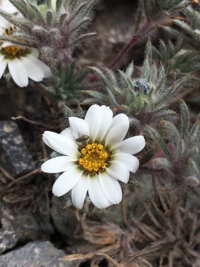 Chaetanthera apiculata, photographed by Matt Berger