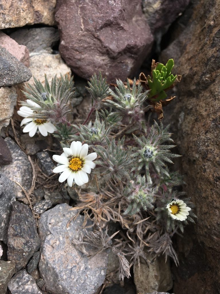 Chaetanthera apiculata, photographed by Matt Berger