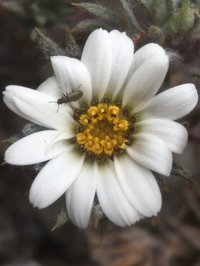 Chaetanthera apiculata, photographed by Matt Berger