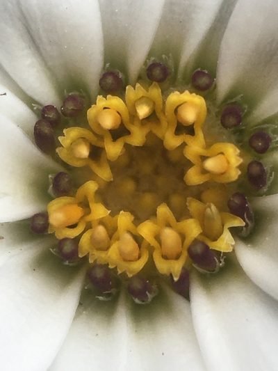 Chaetanthera apiculata, photographed by Matt Berger