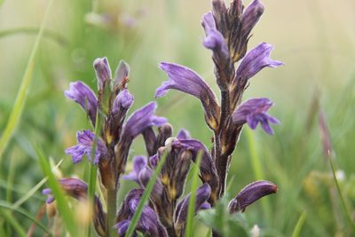 Orobanche purpurea, photographed by purperlibel