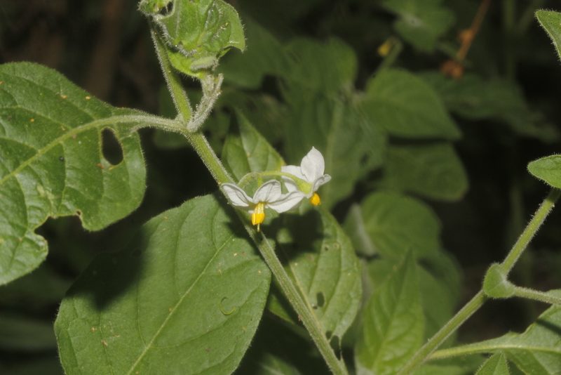 Solanum pruinosum, photographed by Juan Cruzado Cortés