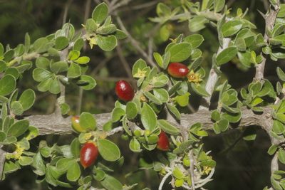 Condalia mexicana, photographed by Juan Cruzado Cortés