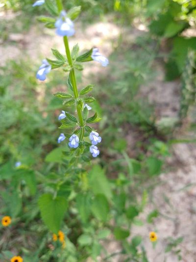 Salvia podadena, photographed by Alexis López Hernández