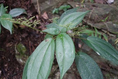 Pilea plataniflora, photographed by agujaceratops